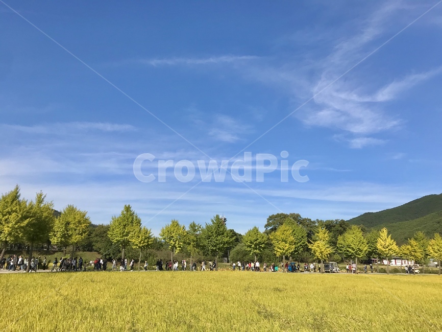 자연,농촌,farm,잔디,nature,안동,지방,하회마을,마을,들판,풀밭,초원,나무,하늘,맑음