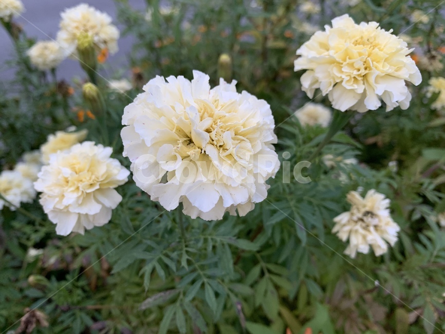 plant,식물,꽃,flower,peony,blossom,카네이션,흰꽃,식물,자연,plants,nature,꽃,flower