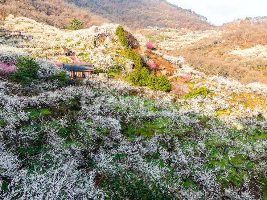 광양,홍쌍리,매화,봄,꽃,flower,꽃밭,식물,봄,계절,spring,season