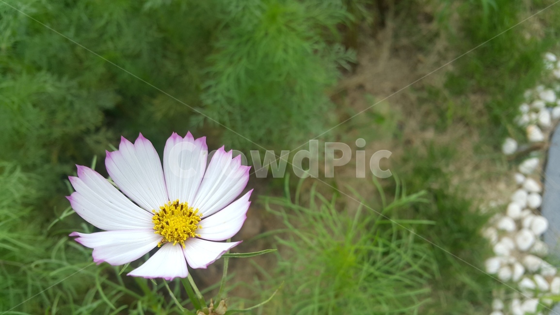 가을,코스모스,꽃,초록,flower,계절,접사,식물,자연,plants,nature