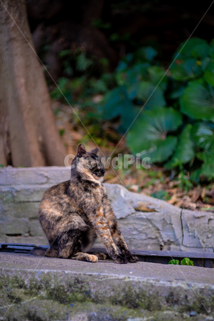 고양이,길고양이,길냥이,거리,cat,냥이,반려묘,색감,감성,활동적,감성적,한가함,잔잔함,동물,동물,animal,포유류,mammal,고양이,cat,kitten,kitty