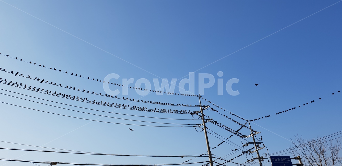 전봇대,새,하늘,가을,전깃줄