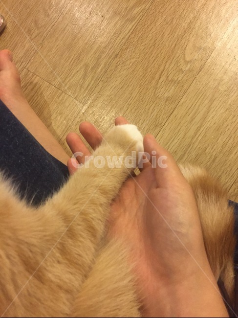 고양이,뚱냥이,개냥이손,애교,꾹꾹이