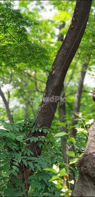 인천,나무,여름나무,나무옹이,숲길