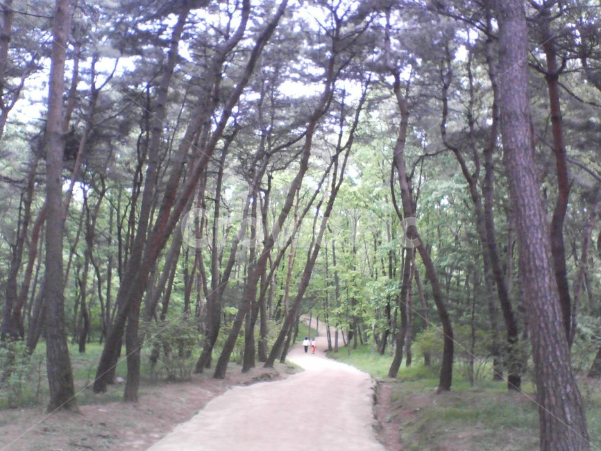 공원,경치,숲,나무,길,park,pond,tree,forest,path,자연,풍경,nature,landscape,통로,outdoors,옥외,vegetation,초목,plant,식물