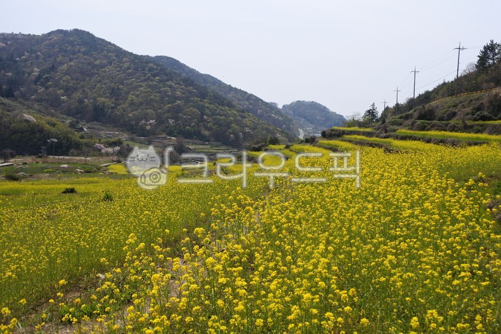 유채꽃,남해,두모마을,봄,봄꽃,rapeblossoms,namhae,봄날,꽃,spring,flower,노란꽃,field,들,nature,자연,rural,시골의,outdoors,옥외