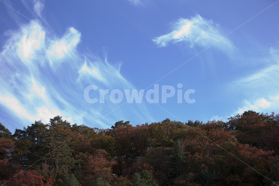 nature,자연,outdoors,옥외,sky,하늘,푸른하늘,단풍,구름,하얀구름