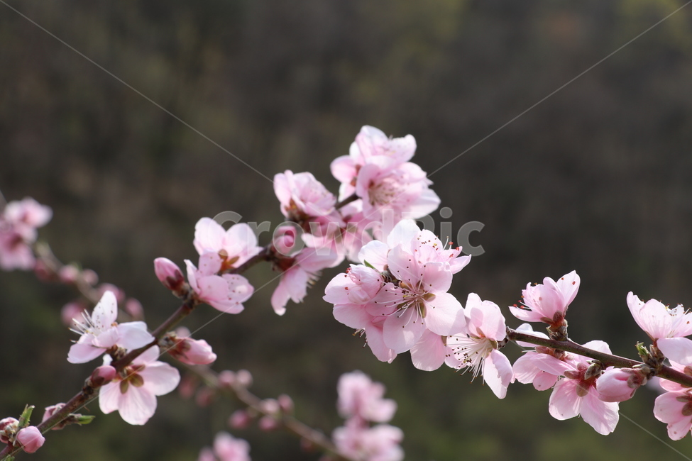복사꽃,복숭아꽃,도화,꽃,복숭아,식물,자연,plants,nature,꽃,flower