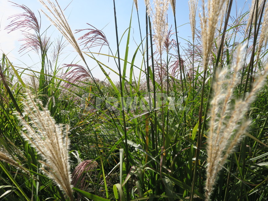 갈대,가을,식물,바람,하늘,식물,자연,plants,nature