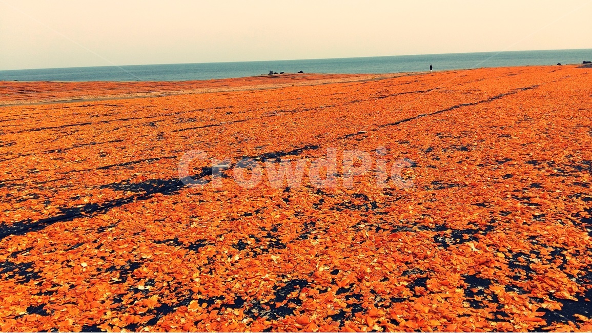 제주도,감귤,올레길,오름,감성,낭만,오렌지,주황색,바다,수평선,자연,풍경,nature,landscape,한국자연풍경,한국자연경관,korea nature landscape,제주도,jeju,jeju island,ground,바닥,soil,흙