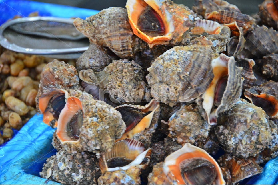invertebrate,무척추동물,seashell,조개,pottery,도기류,saucer,받침접시,lobster,market,시장,sealife,해양생물,seafood,해물,food,animal,동물,헤산물,수산물,식재료,음식,수산시장,시장,마트,마켓,market,mart,market place