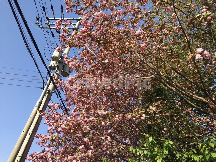 전봇대,겹벚꽃,벚꽃,한국,봄