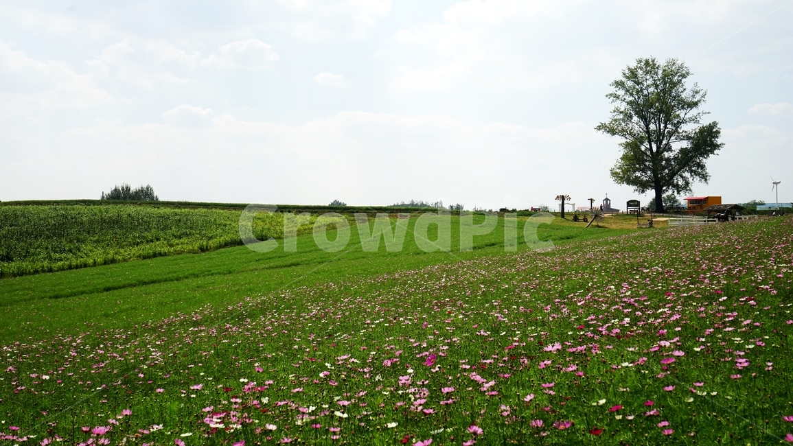 코스모스,야생화,꽃,나무,초원,가을,가을,계절,fall,autumn,season,자연,풍경,nature,landscape,outdoors,옥외,grassland,목초지,field,들,rural,농촌,farm,농장,meadow