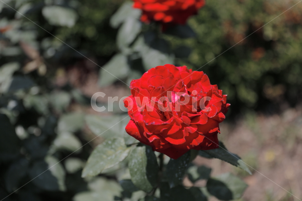 장미,꽃,여름,열정,flower,rose,화단,조경,빨강,식물,자연,plants,nature,꽃,flower