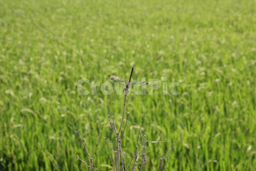 동물,자연,곤충,잠자리,폴댄스,휴식중,아슬아슬,묘기,곤충,벌레,insect,bug