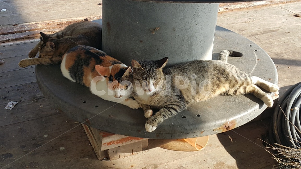 고양이,동물,휴식,여유,낮잠