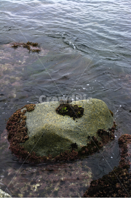 바위,바다,물결,해초,조개,어패류,자연,풍경,nature,landscape,plant,식물