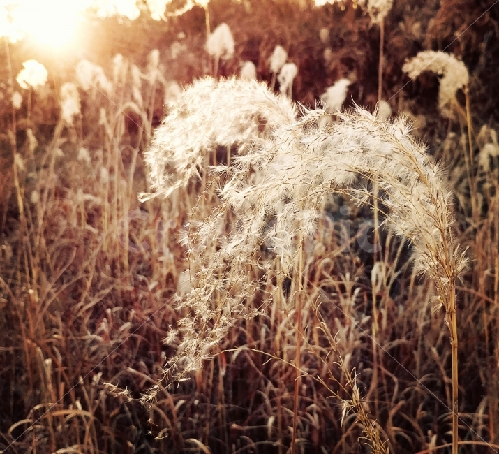 광주,산책길,수완지구,식물,햇빛,자연,노을,풍경,배경,sunlight,sunset,nature,plants,landscape,background,식물,자연,plants,nature