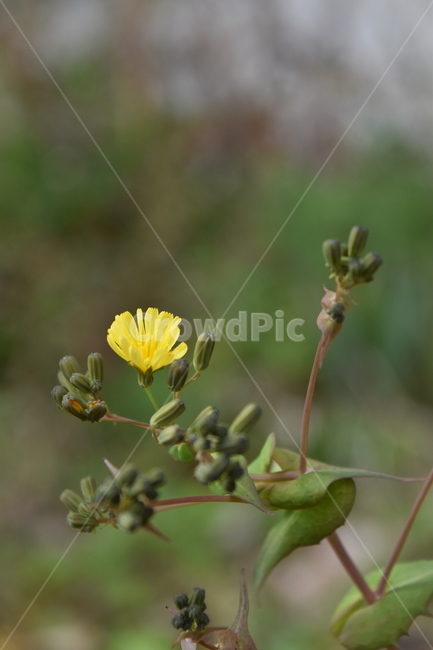 꽃,풀,노랑,봄,식물,flower,yellow,spring,plant