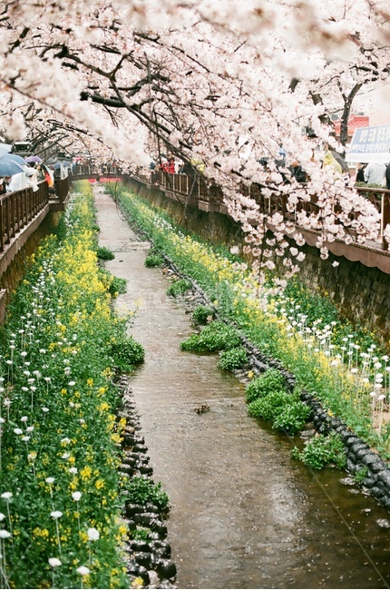벚꽃,벚나무,cherryblossom,봄,4월,꽃,식물,자연,풍경,꽃잎,나무,sakura,spring,flower,봄,계절,spring,season,자연,풍경,nature,landscape,감성,sensible,feeling,plant,blossom