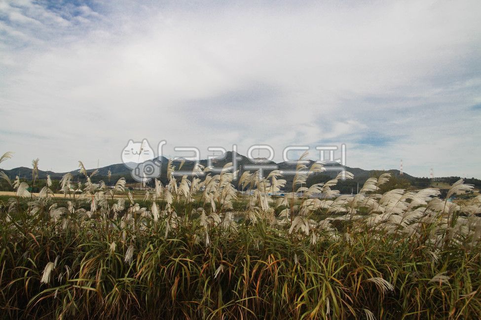 grass, 잔디, plant, 식물, 갈대, 사진,이미지,일러스트,캘리그라피 - studio H작가