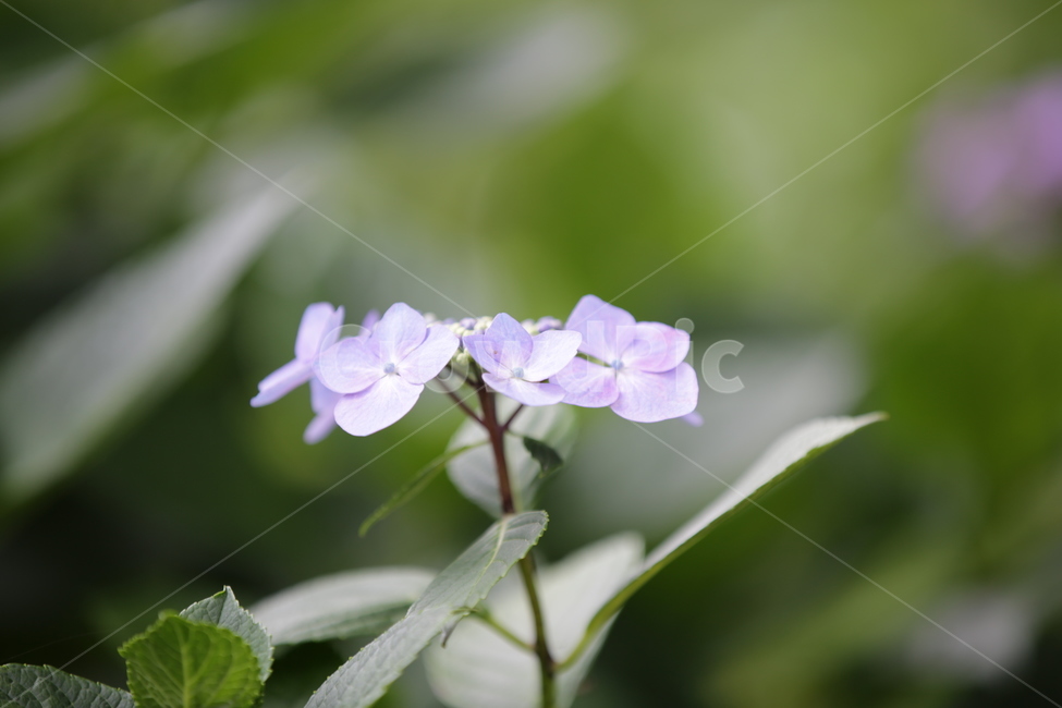 수국,Bigleafhydrangea,쌍떡잎식물,장미목,낙엽관목,수국꽃,식물,자연,plants,nature,꽃,flower,식물,자연,plants,nature,꽃,flower