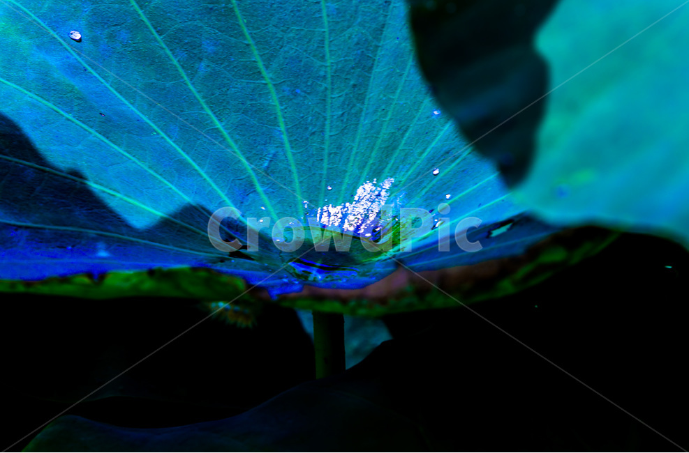 문양,무늬,연꽃,물방울,습지,그림자,식물,자연,plants,nature