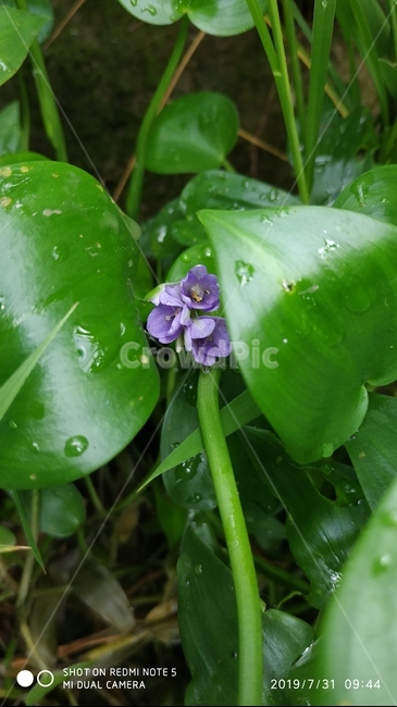 plant,식물,blossom,꽃,flower,물옥잠,여름,여름꽃,물