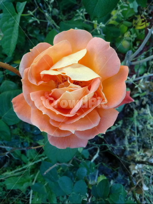 장미,장미꽃,플라워,식물,flower,로즈,꽃