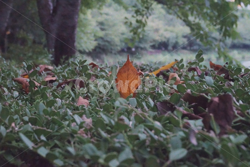 감성사진,자연풍경,낙엽,가을,식물,감성,풍경,plants,가을,계절,fall,autumn,season,식물,자연,plants,nature,감성,sensible,feeling,leaf,잎,plant,ground,바닥,tree,나무