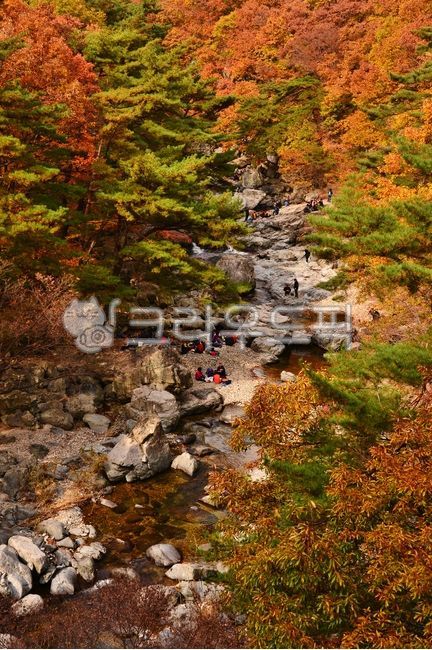가을,단풍,산,내연산,보경사군립공원,계곡물,만산홍엽,나무,식물,빨강색,등산객,water,물,nature,자연,outdoors,옥외,leaf,잎,plant,사람