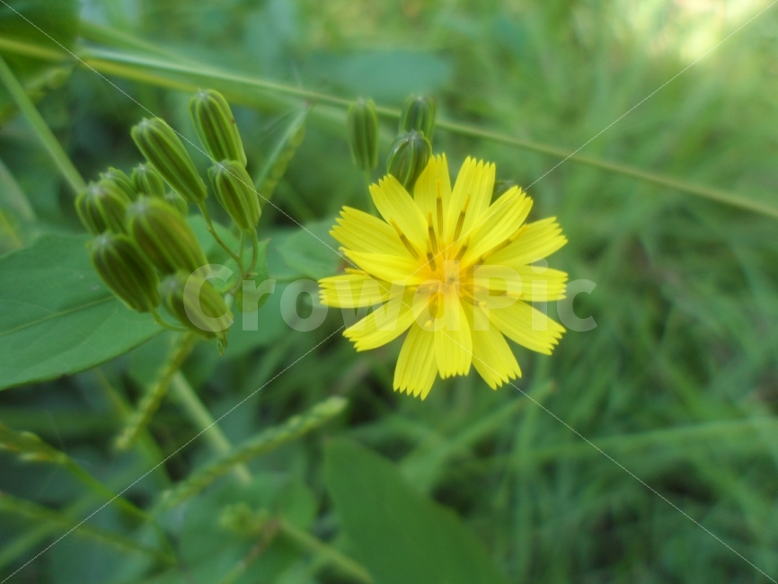 꽃,아주,작은,가을,길,식물,자연,plants,nature,꽃,flower