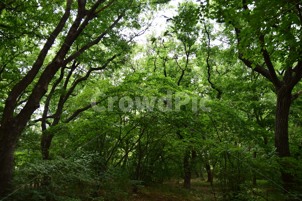 산책,길,녹음,나무,싱거러움,잎,나뭇잎,녹색,휴식,여유,자연,풍경,nature,landscape,vegetation,초목,plant,식물,tree,outdoors,옥외,forest,숲,land,땅,woodland,삼림지,grove,작은 숲