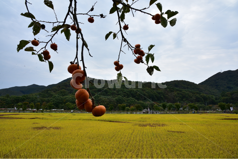 감,황금들판,벼,풍경,감성,시골풍경,자연,시골,가을풍경,landscape,country,가을들판,hometown,고향,sensibility,가을,계절,fall,autumn,season,시골,마을,풍경,landscape,country,rural,town,과일,열매,fruit,plant,식물,food,음식,persimmon