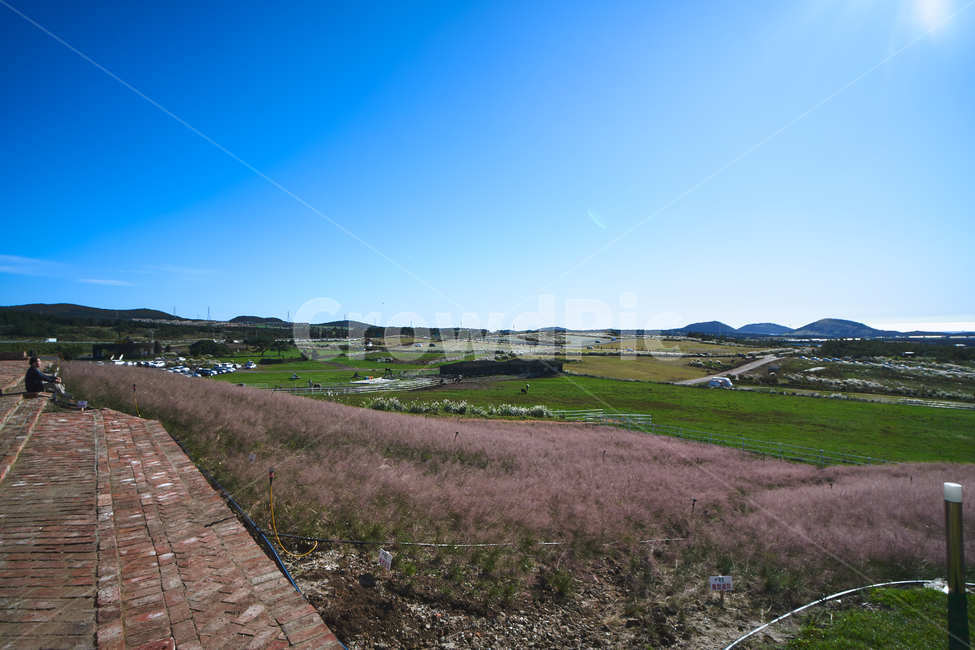 풍경,landscape,옥외,outdoors,푸른하늘,sky,자연,nature,핑크뮬리