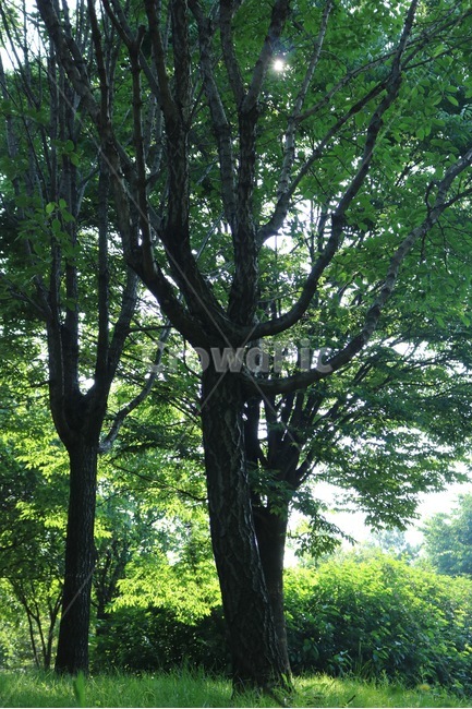 나무,식물,자연,초록,햇빛,tree,plants,nature,green,sunshine,sunlight,ki,shokubutsu,midori,hizashi,식물,자연,plants,nature,나무,trees,wood
