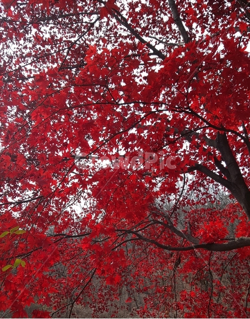 단풍,가을,가을나무,가을단풍,단풍나무,빨강,나무,산,자연,가을,계절,fall,autumn,season,plant,식물,leaf,잎,tree,maple