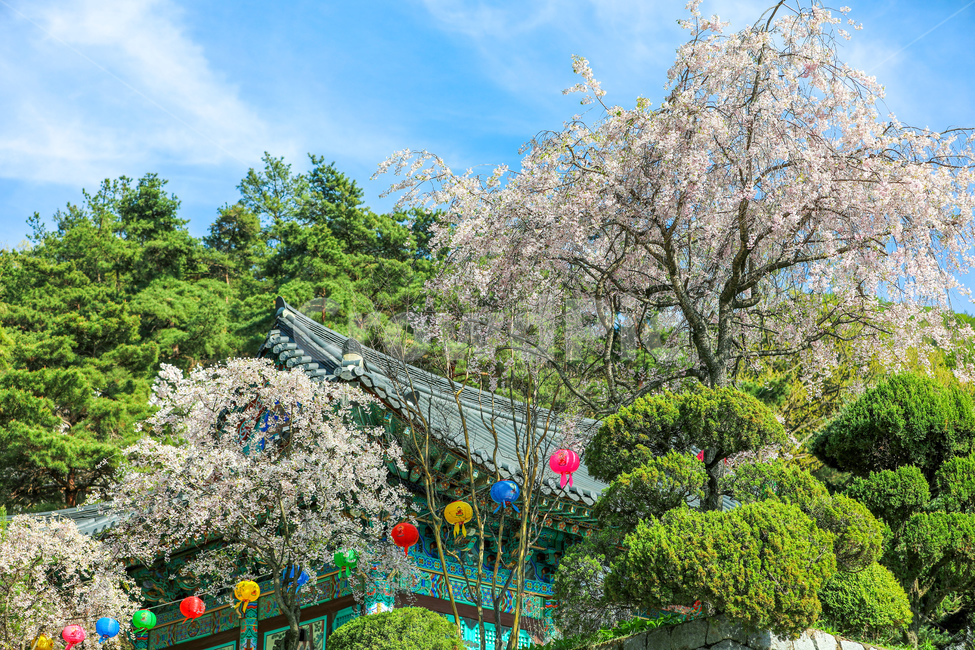 Cherry Blossom,cherryblossom,faith,spring,plants,season,lotus lantern,event,sky,roof,nature,festival,Early April file,Anniversary,tree,carnival,buddhism,lantern,religion,flower,eaves,plant,temple,Buddhas Birthday,anniversary