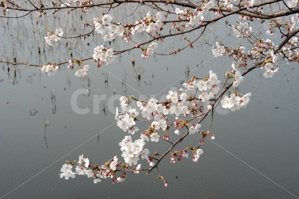 꽃,벚꽃,나무,꽃나무,봄,꽃봉오리,나들이,호수,식물,자연,plants,nature,봄,계절,spring,season,꽃,flower,plant,blossom