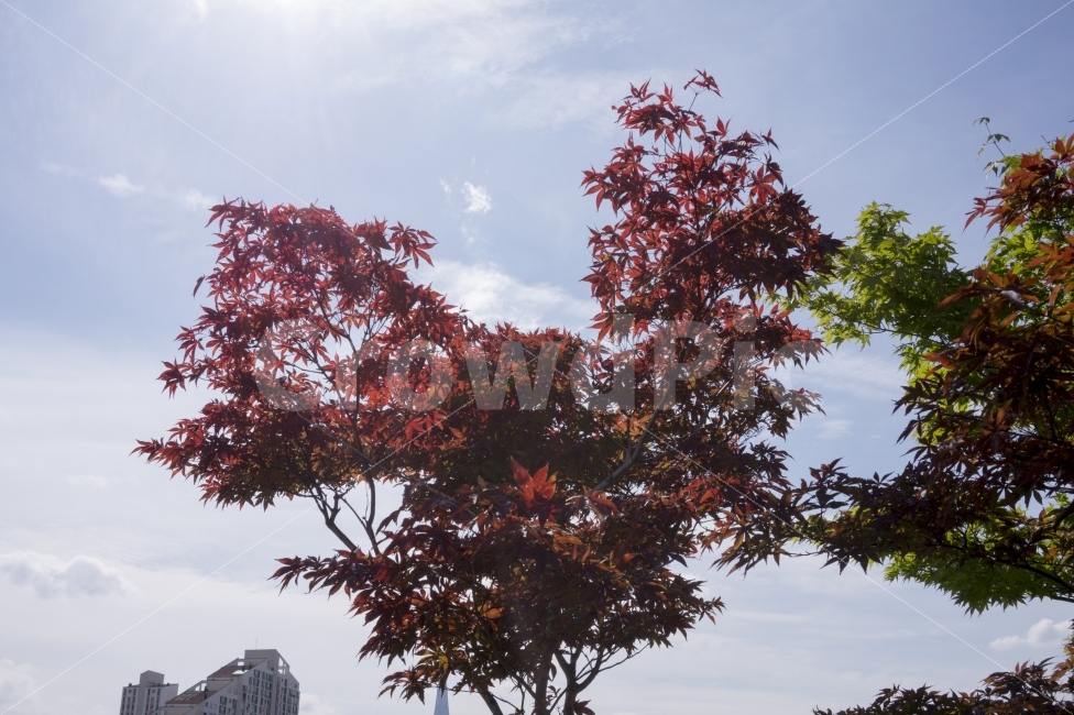 단풍잎,단풍나무,가을,풍경,잎,자연,시즌,배경,빨강,노랑,나무,오렌지,벡터,공장,일러스트,디자인,흰색,단풍,기호,10월,숲,화려한,밝은,패턴,색상,녹색,계절,추상,장식,아이콘,질감,11월,브라운,개체,9월,휴일,배너,아름다움,아름다운,프레임,하루,예술,식물,가을,계절,fall,autumn,season,tree,plant,leaf,maple