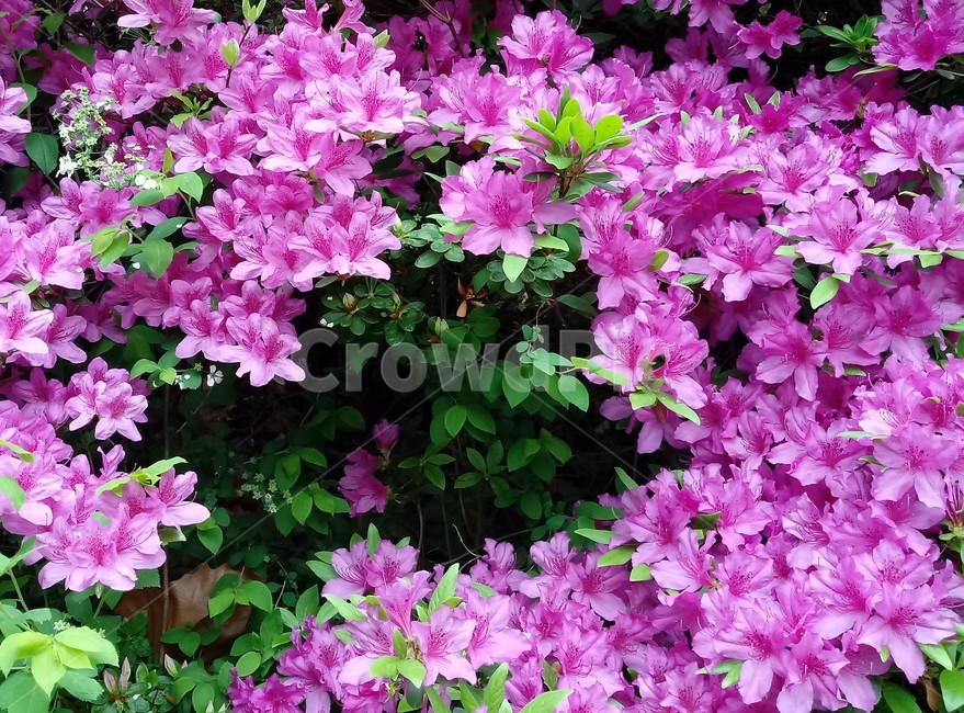 철쭉,smilerosebay,진달래과,식물,봄꽃,개꽃나무,springseasonflower,척촉화,낙엽관목,관상용