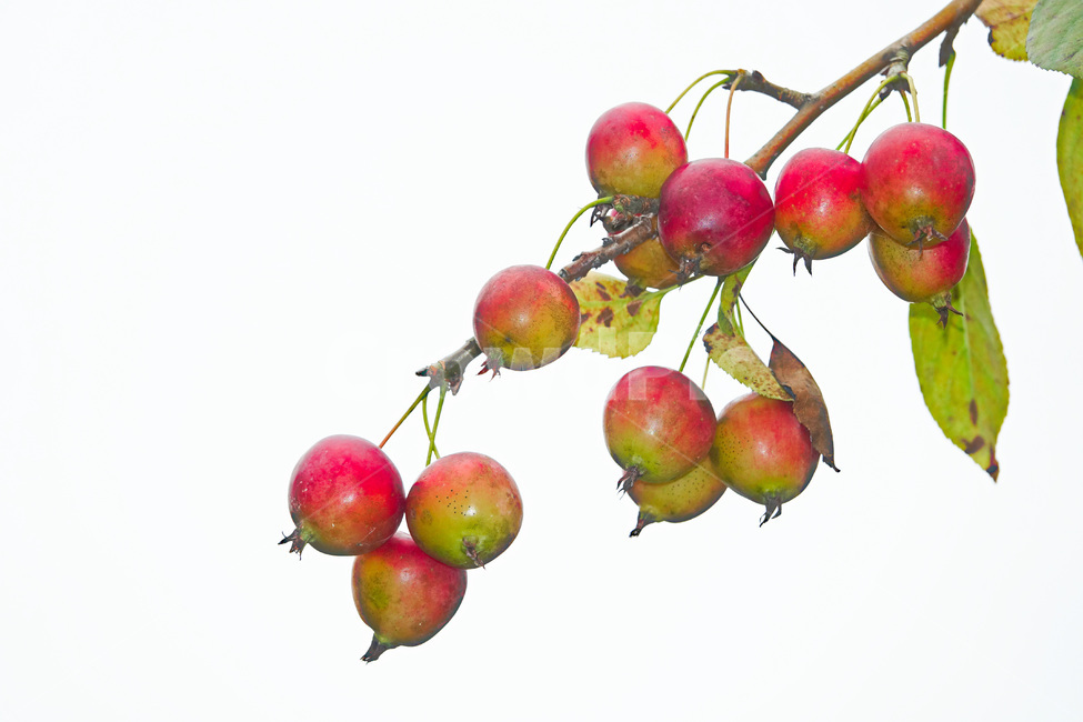 plant,식물,꽃사과,열매,과일,가을,과일,열매,fruit