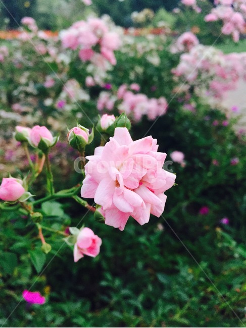 야생화,장미,꽃,풀,자연