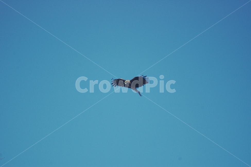 독수리,매,새,eagle,bird,하늘,sky,날개,wing,비상,비행,flight,파란,파랑,파란하늘,blue,동물,animal,조류,새,birds