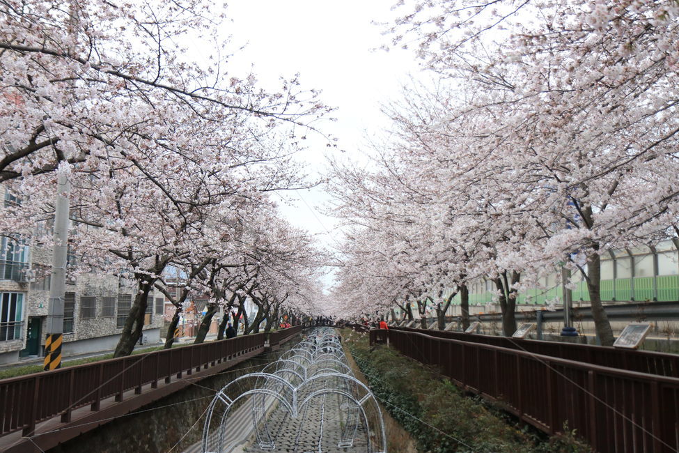 봄,봄꽃,벚꽃,분홍꽃,한국,fink,봄,계절,spring,season,자연,풍경,nature,landscape,plant,식물,flower,꽃,blossom,cherry blossom
