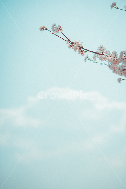 꽃,봄,하늘,구름,flower,spring,sky,cloud,벚꽃,cherryblossom,sakura,봄,계절,spring,season,식물,자연,plants,nature,꽃,flower,감성,sensible,feeling,색깔,색상,색채,색감,color sense,color sensitivity,feeling of color,plant,blossom