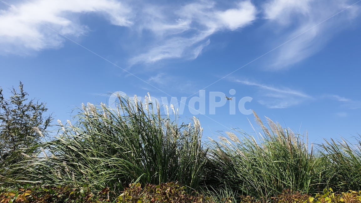 식물,grass,갈대,하늘,비행기,자연,풍경,nature,landscape,잔디,plant,lawn,reed
