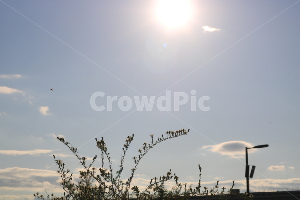 꽃,쑥부쟁이,식물,야생화,들꽃,미국쑥부쟁이,털쑥부쟁이,국화,국화과,자연,흰꽃,작은꽃,하늘,태양,빛,햇빛,맑은하늘,식물,자연,plants,nature,꽃,flower