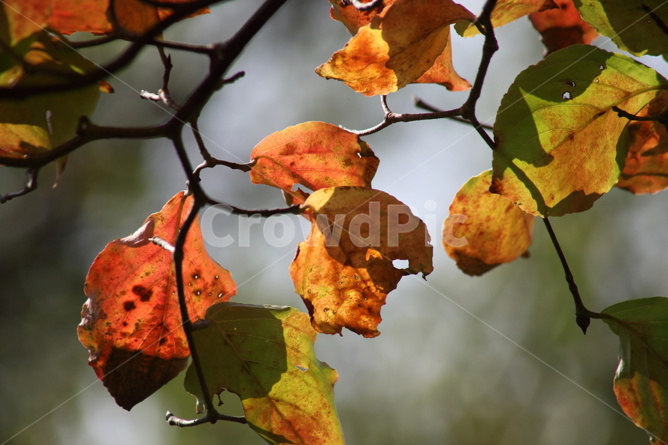단풍,잎,가을,redleaves,leaf,가을,계절,fall,autumn,season,식물,자연,plants,nature,plant,veins,정맥