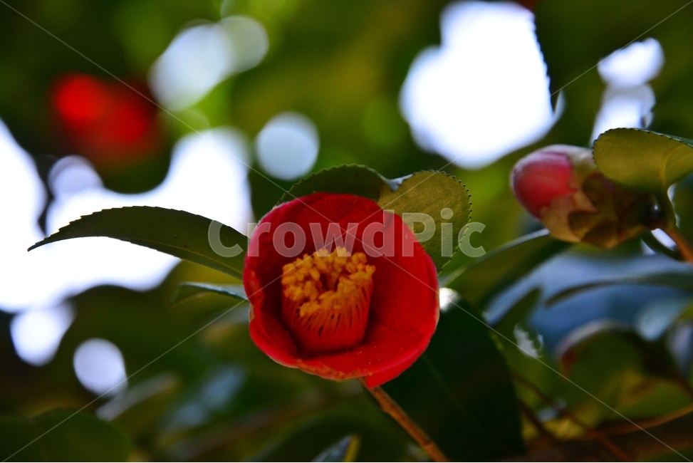 plant,식물,flower,rose,blossom,꽃,봄,계절,장미,식물,자연,plants,nature,꽃,flower